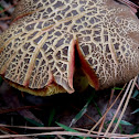 Red Cracking Bolete