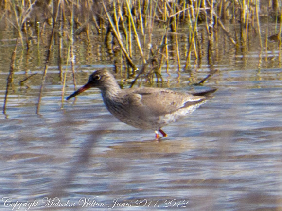 Spotting Image 1