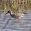 Redshank; Archibebe Común
