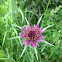 Purple Salsify