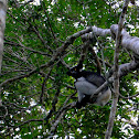 Indri