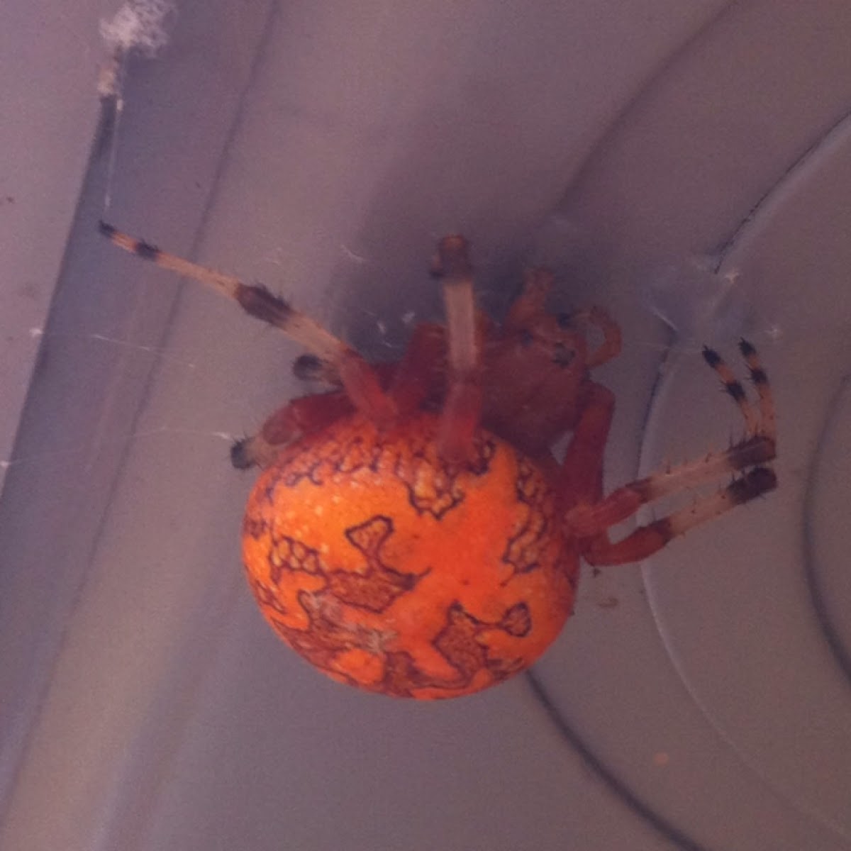 Shamrock Orb Weaver