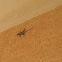 Lizard