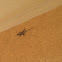 Lizard
