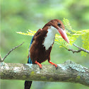 White - throated Kingfisher