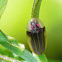 Firefly