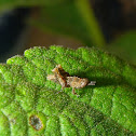 Baby Grasshopper