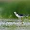 Himantopus himantopus