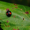 Kidney-spot ladybird
