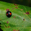 Kidney-spot ladybird