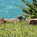 Southern lapwing
