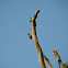 Pileated Woodpecker