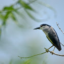 Black Crowned Night Heron