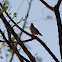 Common Tailorbird