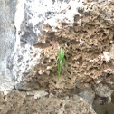 Grasshopper