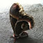 Cecropia Moth