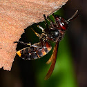 Potter Wasp