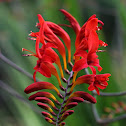 Crocosmia "Lucifer"