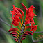 Crocosmia "Lucifer"
