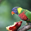 Rainbow Lorikeet