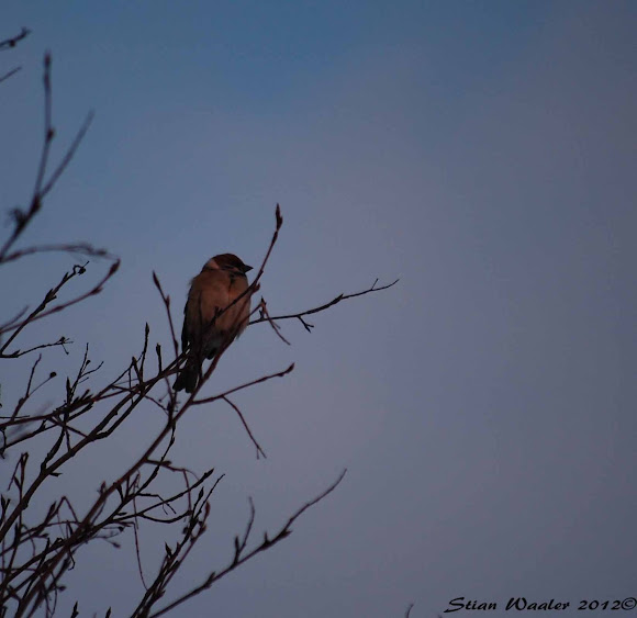 Spotting Image 1