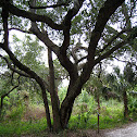 Southern Live & Laurel Oaks