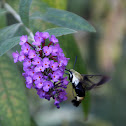 Snowberry Clearwing
