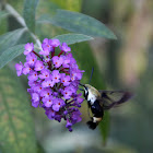Snowberry Clearwing