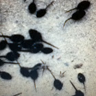 Tadpole