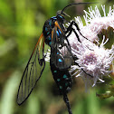 Clearwing moth (mimics wasp)
