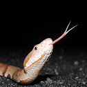 Osage copperhead