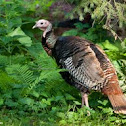 Wild Turkey