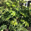 Japanese aralia