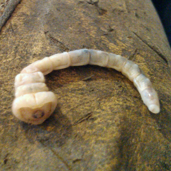 Wood Boring Beetle larva  Project Noah