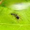 Ant mimicking jumping spider