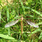Crane Fly