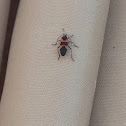 Large Milkweed Bug