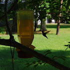 Ruby Throated Hummingbird