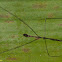 Walking Stick