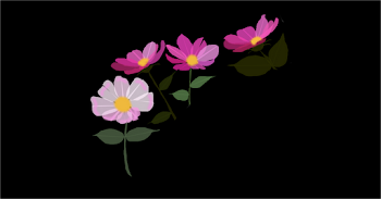 Pink Flowers