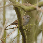 Dunnock