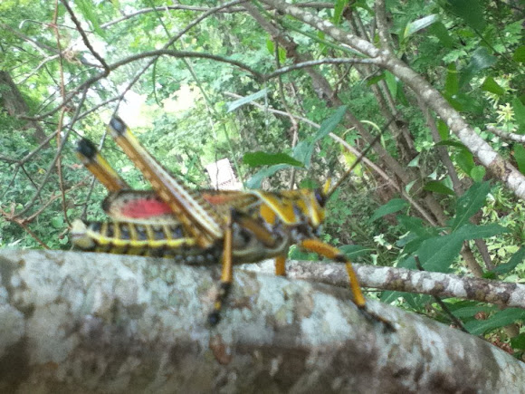 Spotting Image 1