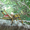 Locust