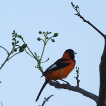 Serido Biodiversity