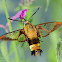 Hummingbird  Clearwing Moth