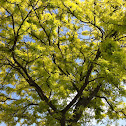 Honey Locust