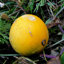 Unknown Mushroom