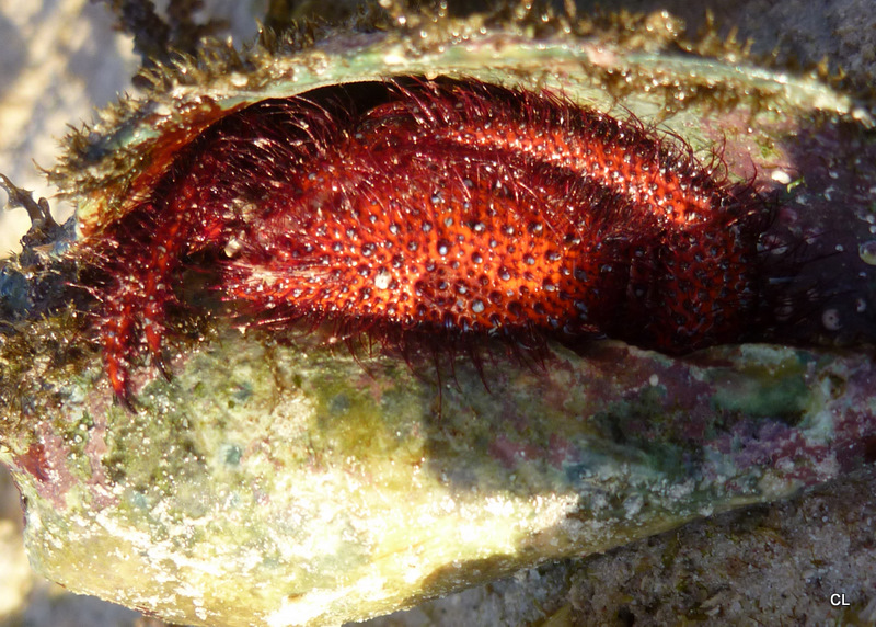 Red Hermit Crab