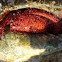 Red Hermit Crab