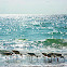 White Ibis
